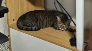 Mark Is Me: Home 7 feline affairs 10